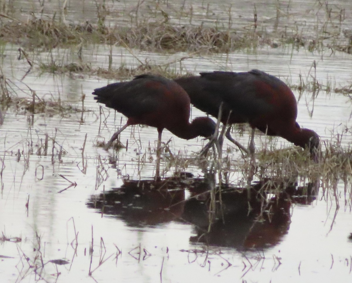 ibis hnědý - ML439612501