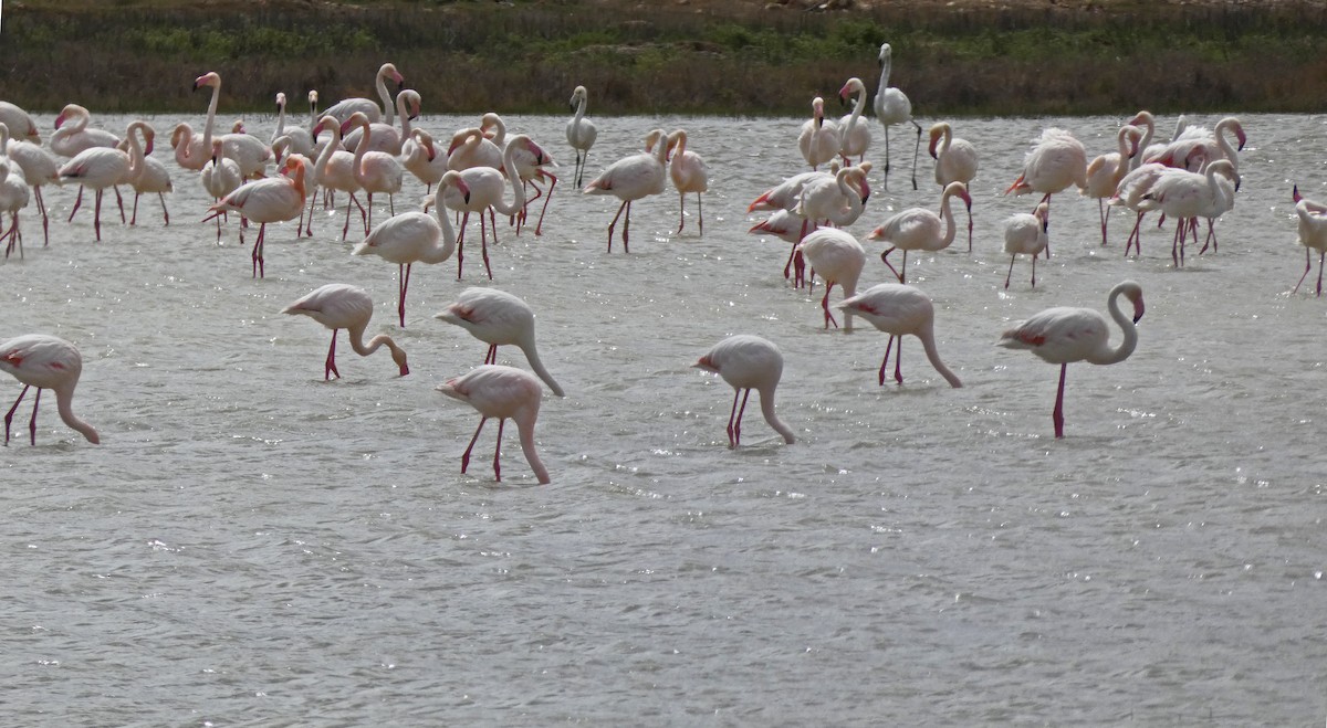 Greater Flamingo - ML439613501