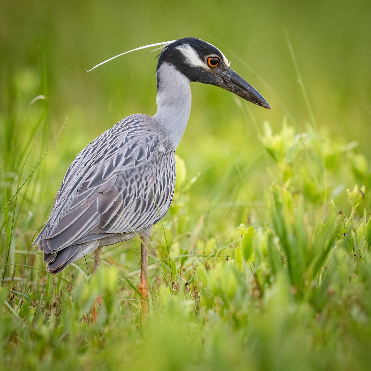 Yellow-crowned Night Heron - Graham Deese