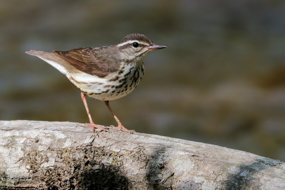 Louisiana Waterthrush - ML439613881