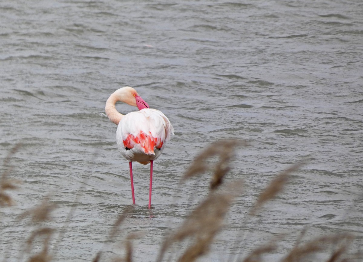 Greater Flamingo - ML439614881
