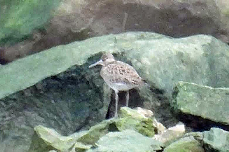 Willet - ML439616281