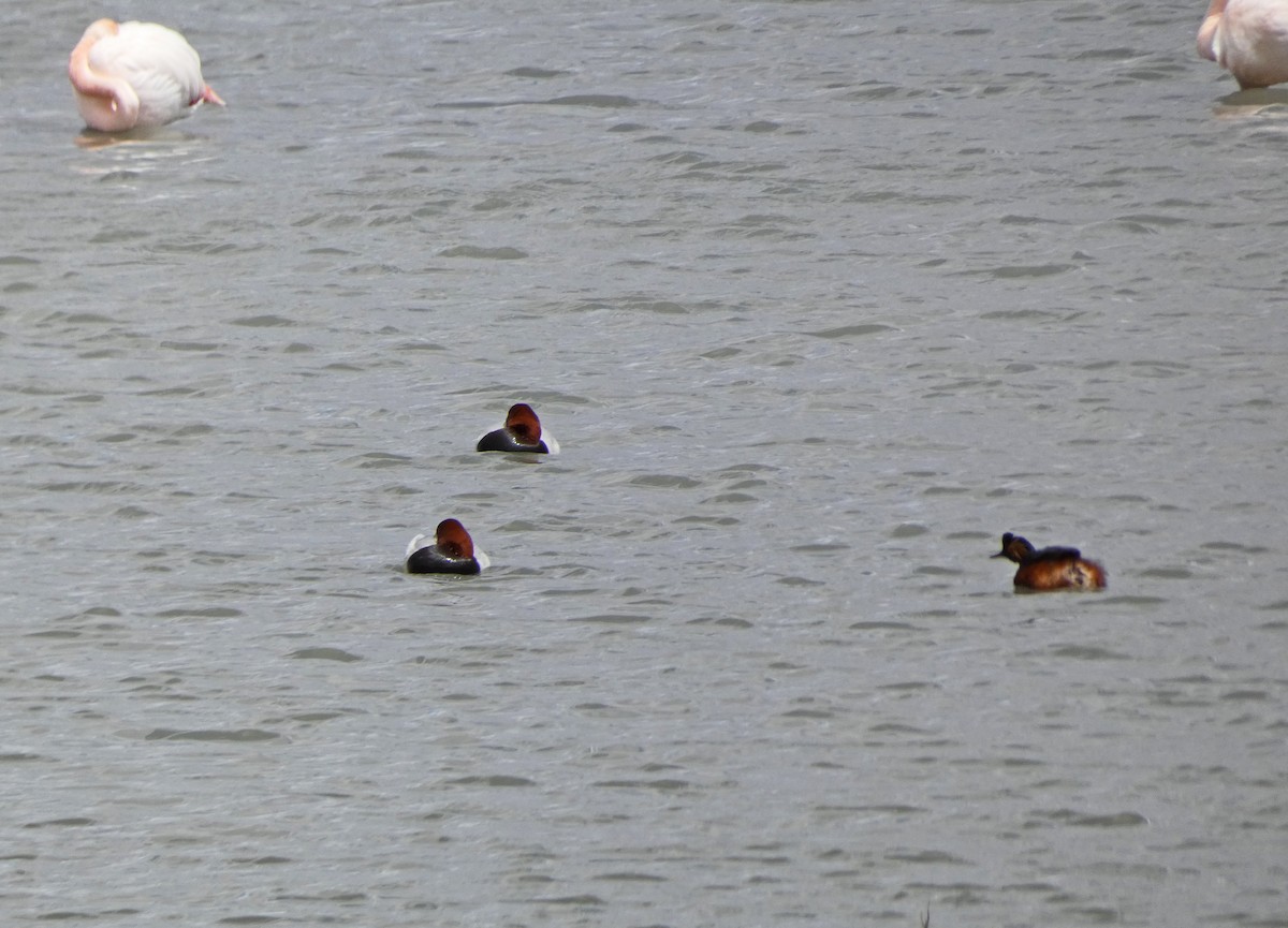 Common Pochard - ML439616681