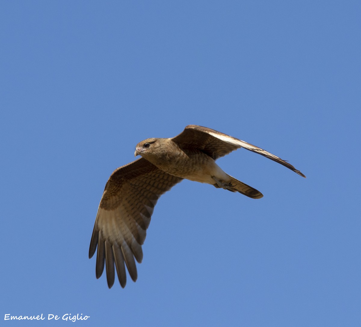 Caracara chimango - ML439616891