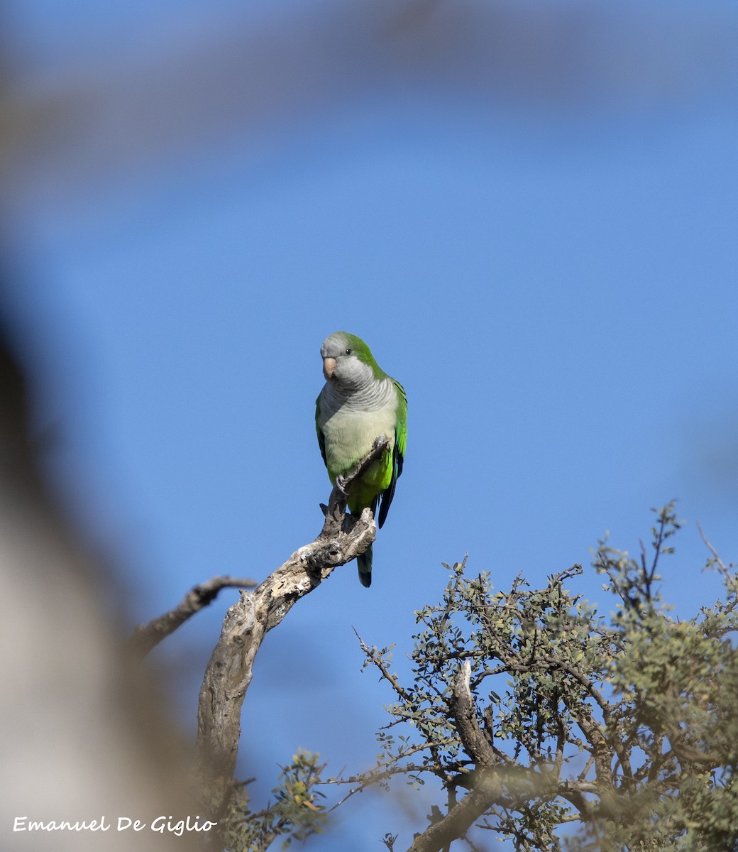 Monk Parakeet - ML439616991