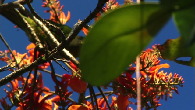 Aratinga Cubana - ML439617
