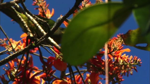 Cuban Parakeet - ML439617