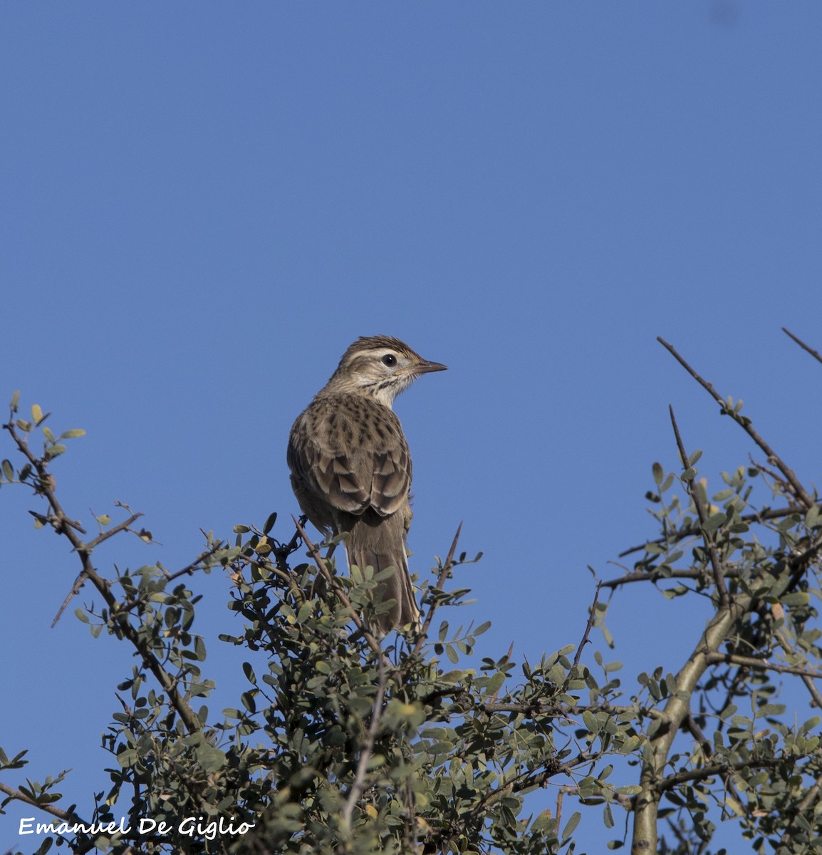 Leñatero - ML439617011