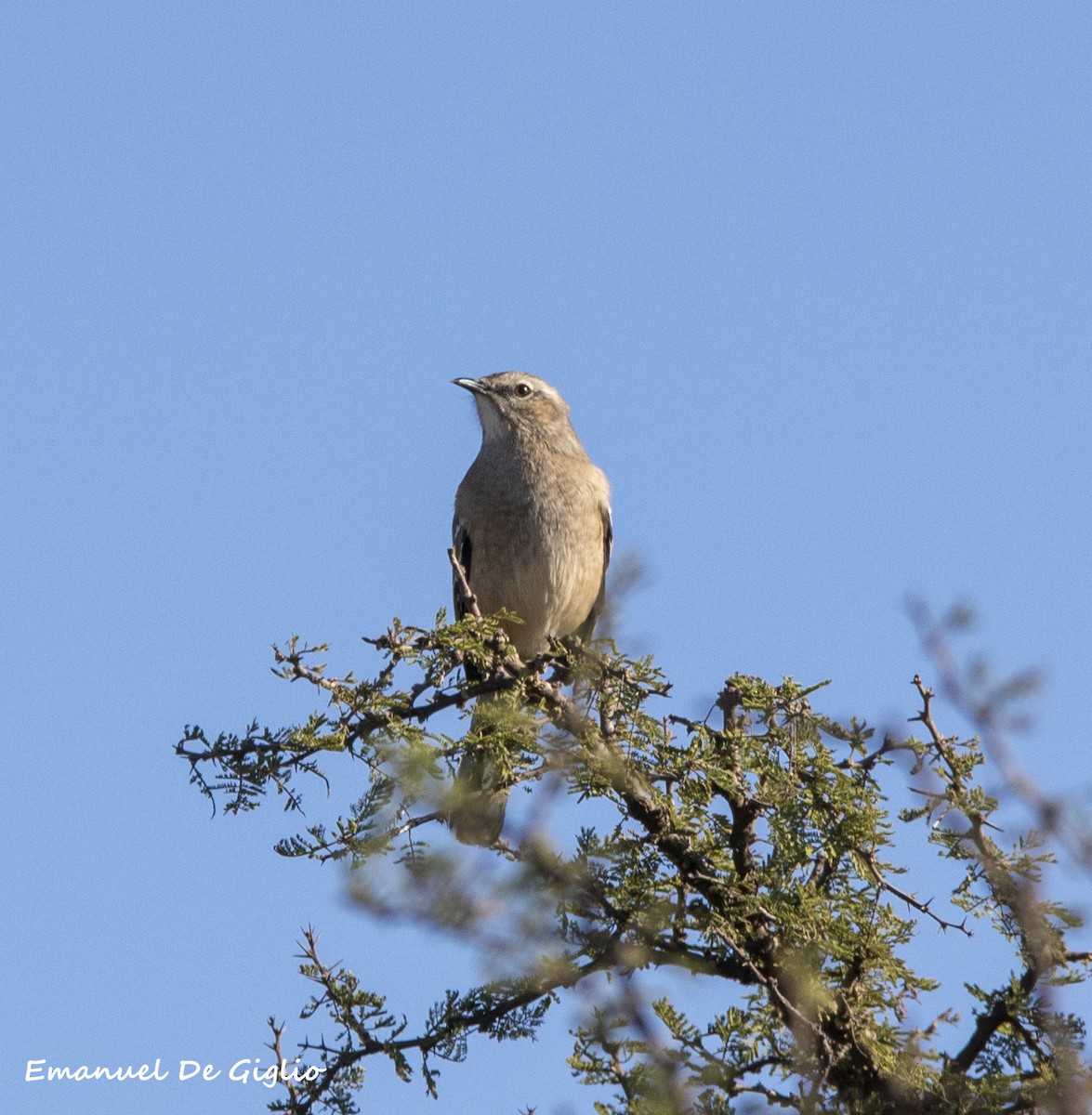 Patagonienspottdrossel - ML439617071