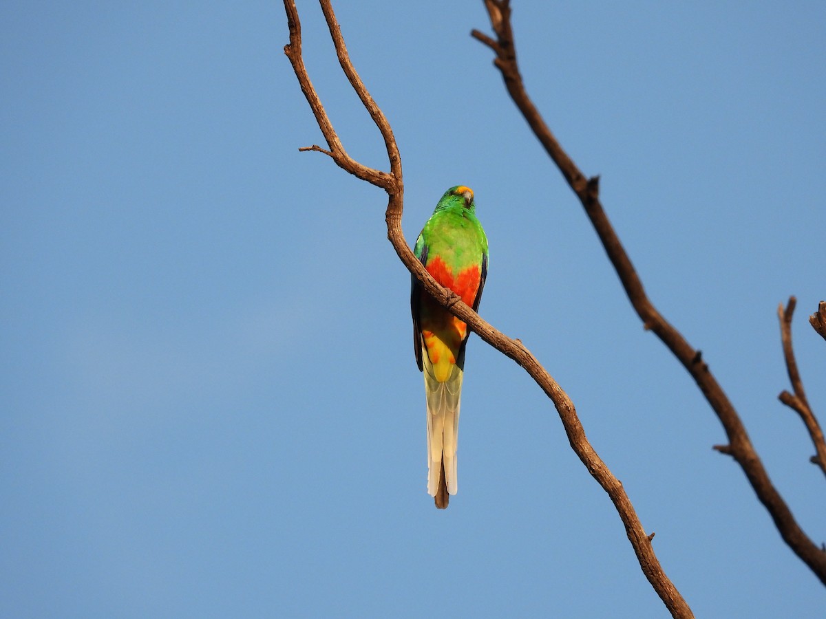 Папужка різнобарвний - ML439617241