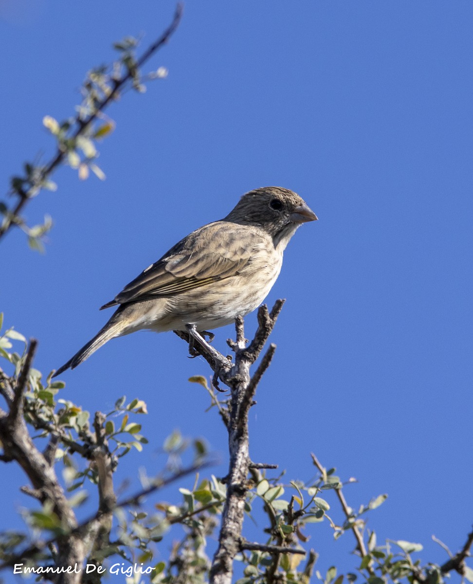 Grassland Yellow-Finch - ML439617321