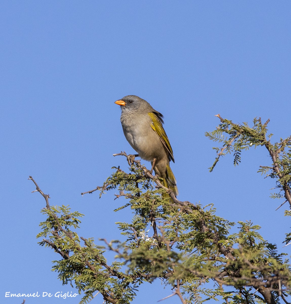 Great Pampa-Finch (Western) - ML439617381