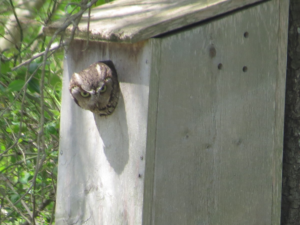 Eastern Screech-Owl - ML439618221