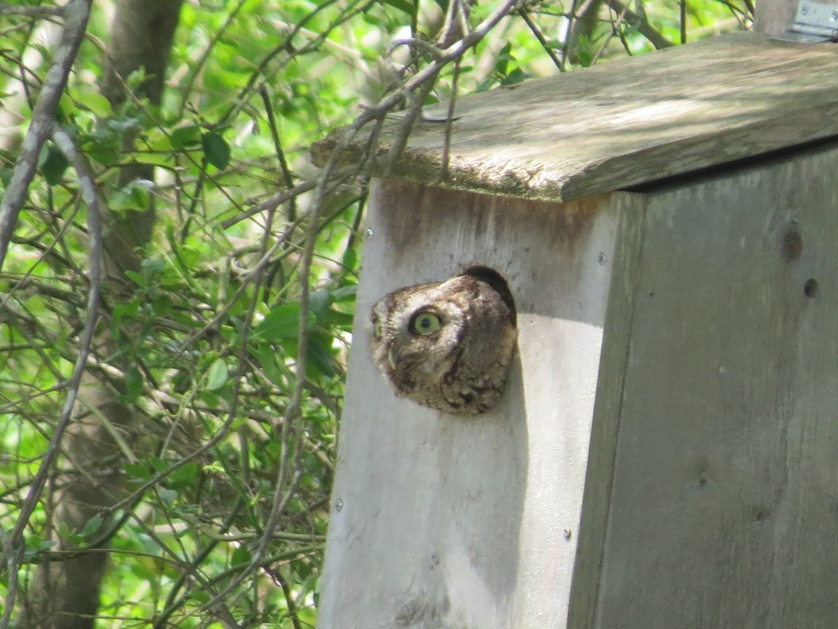 Eastern Screech-Owl - ML439618291