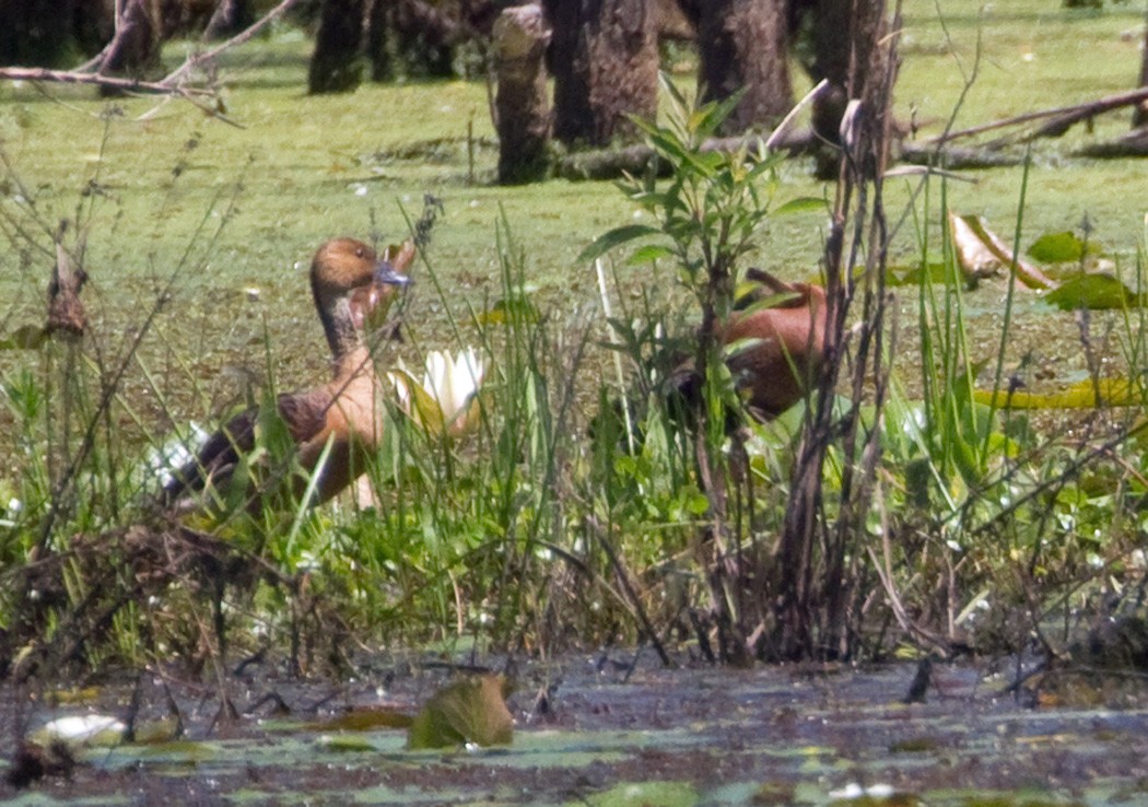 Fulvous Whistling-Duck - ML439618301