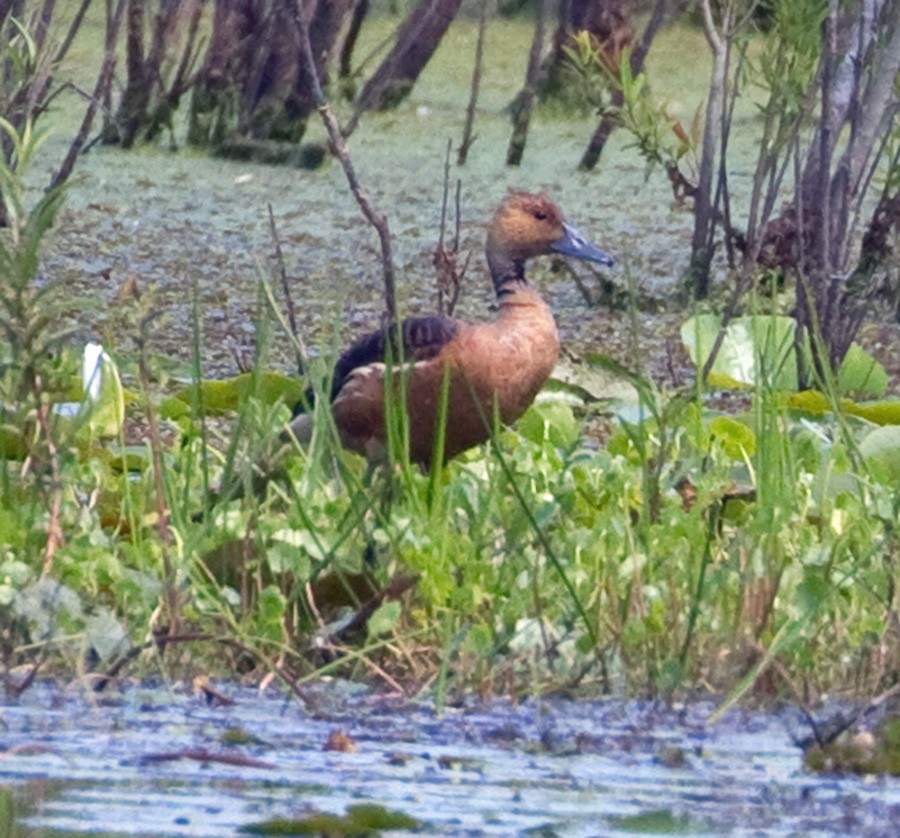 Fulvous Whistling-Duck - ML439618311