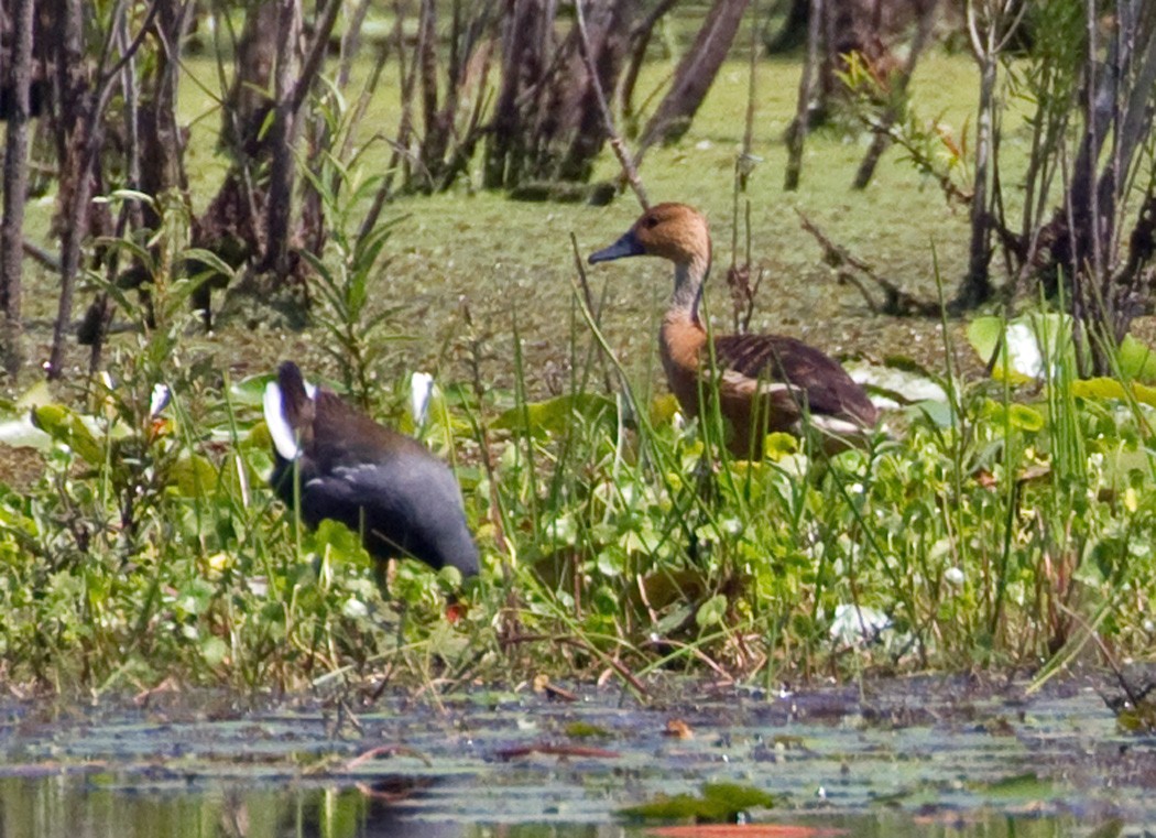 Fulvous Whistling-Duck - ML439618321