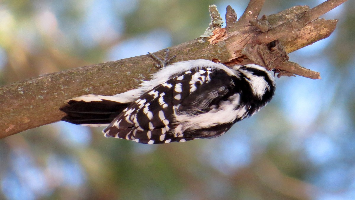 Downy Woodpecker - ML43961881