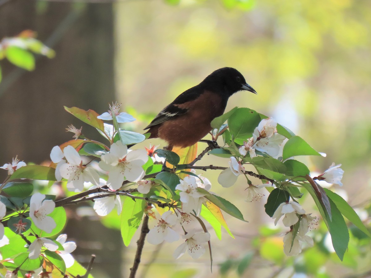 Orchard Oriole - ML439618891