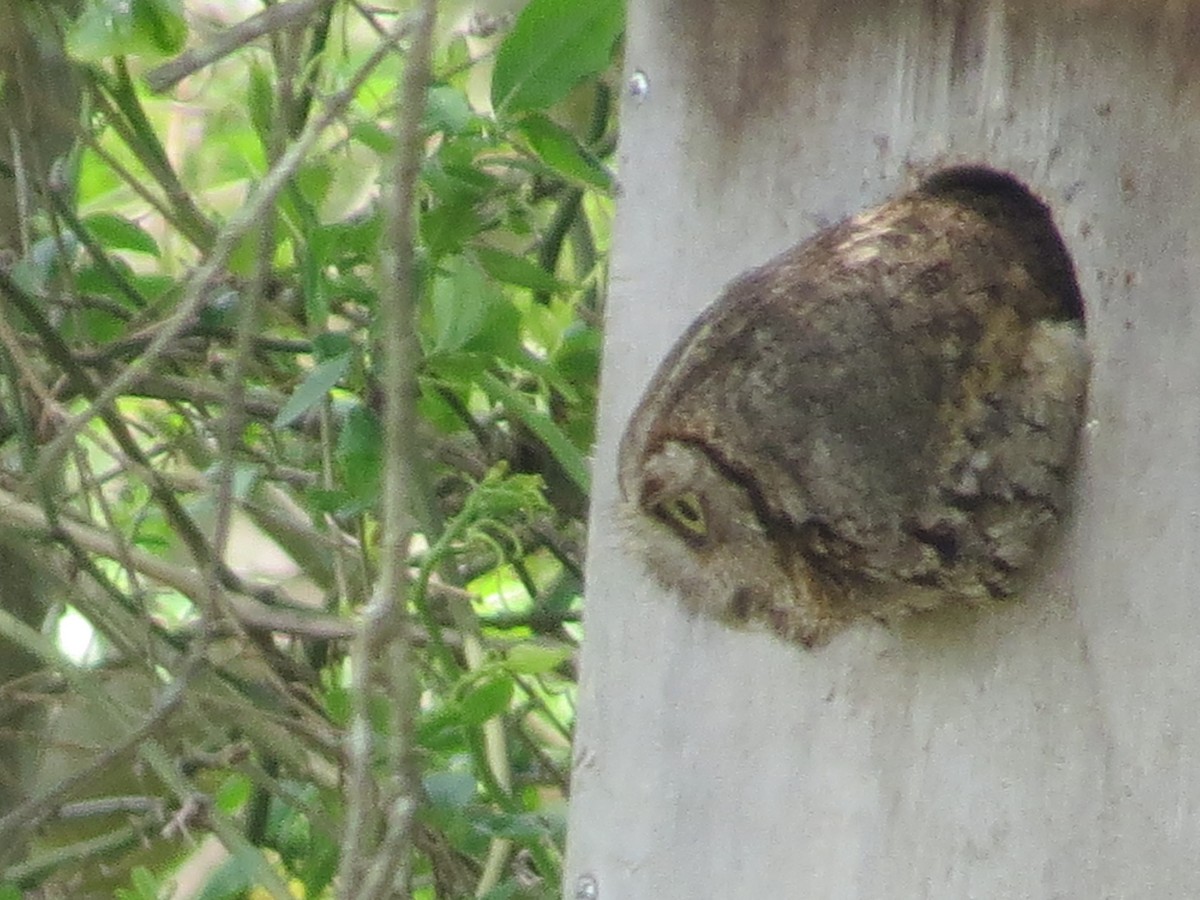 Eastern Screech-Owl - ML439619031