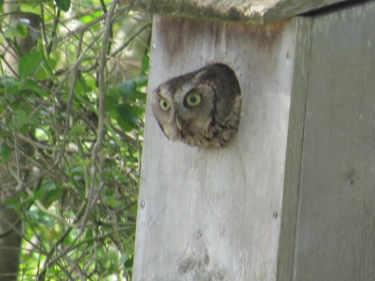 Eastern Screech-Owl - Jane Wiewora