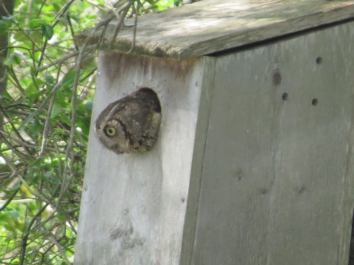 Eastern Screech-Owl - ML439619061