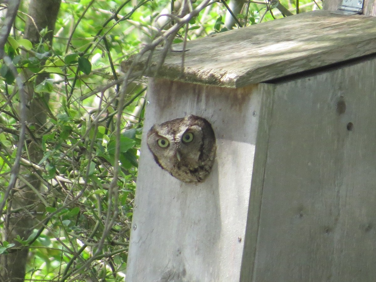 Eastern Screech-Owl - ML439619081