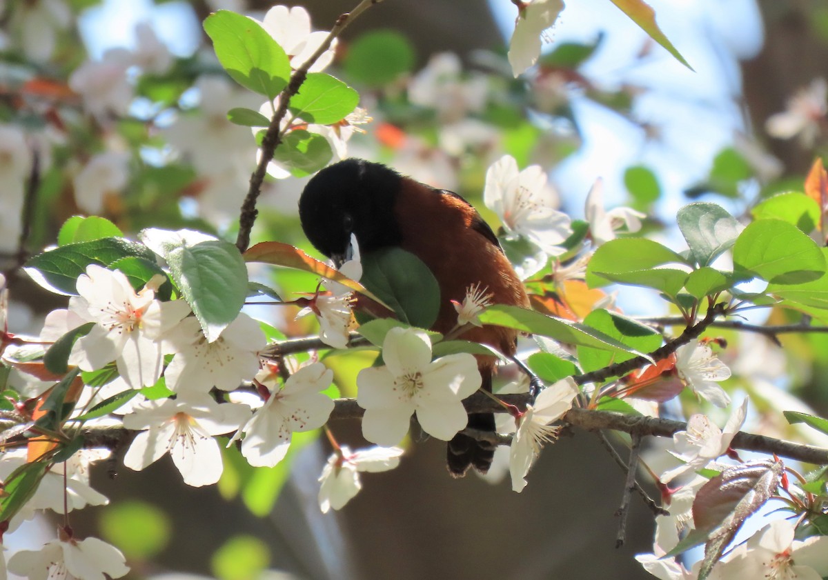 Orchard Oriole - ML439619101