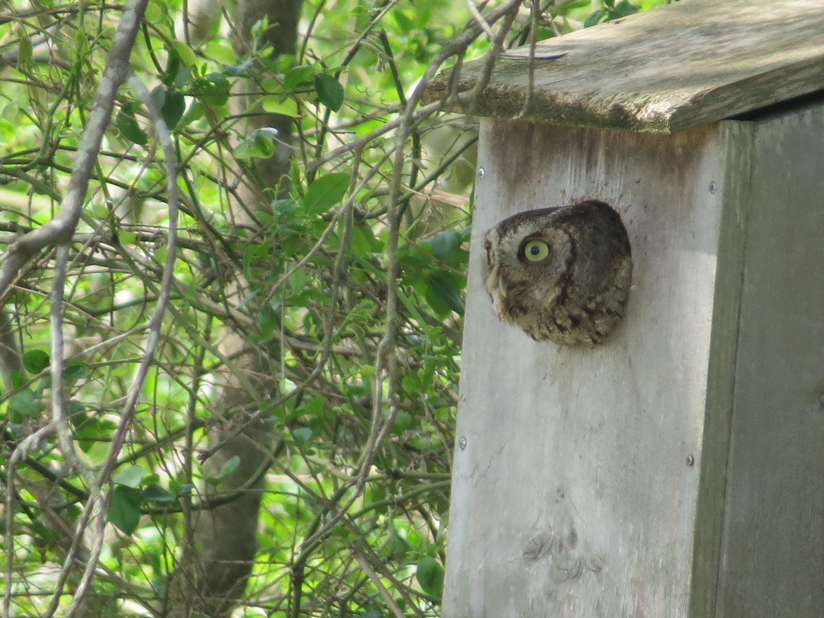 Eastern Screech-Owl - ML439619111