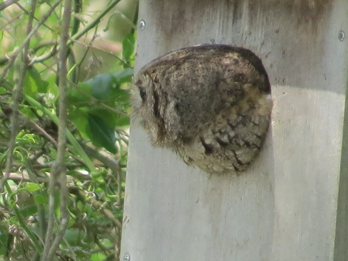 Eastern Screech-Owl - ML439619191