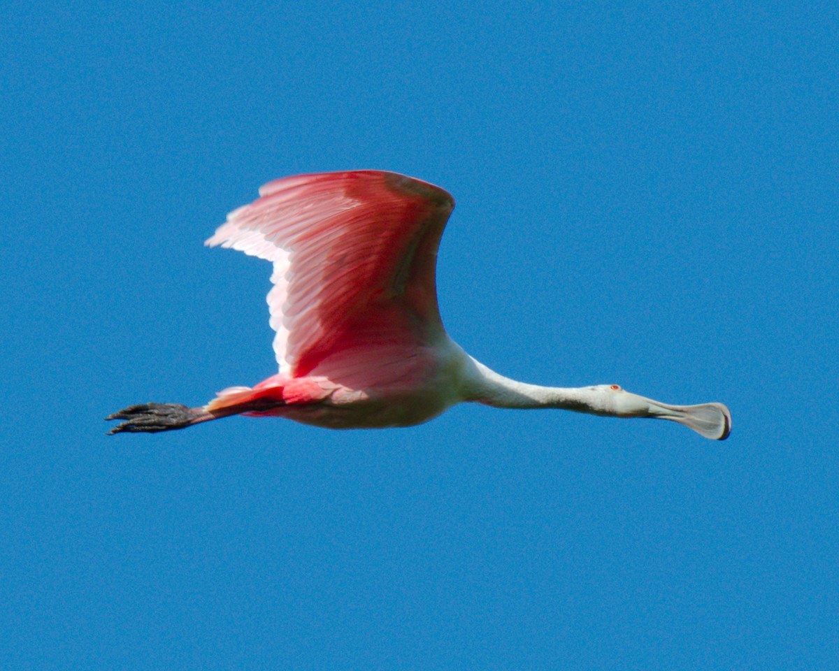 Roseate Spoonbill - ML439621231