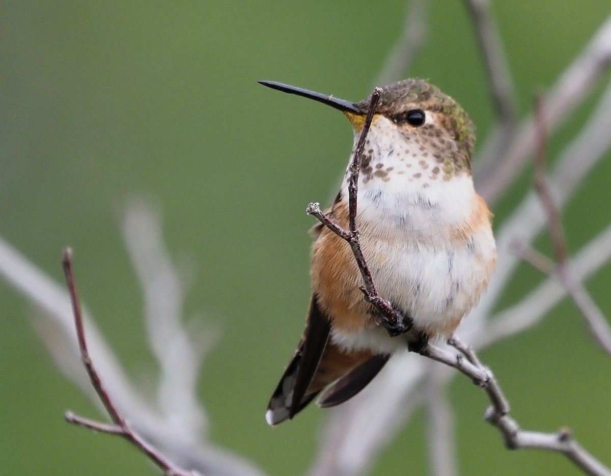 Rufous Hummingbird - ML439621261