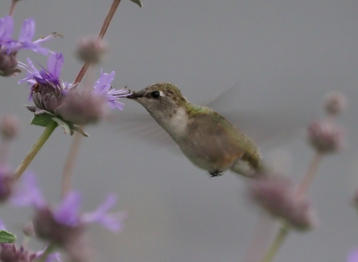 Black-chinned Hummingbird - ML439621391