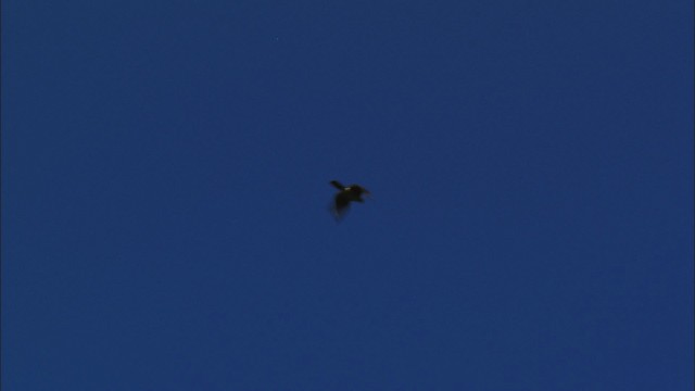 Gundlach's Hawk - ML439622