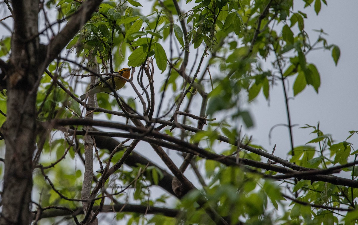 Blackburnian Warbler - ML439623511