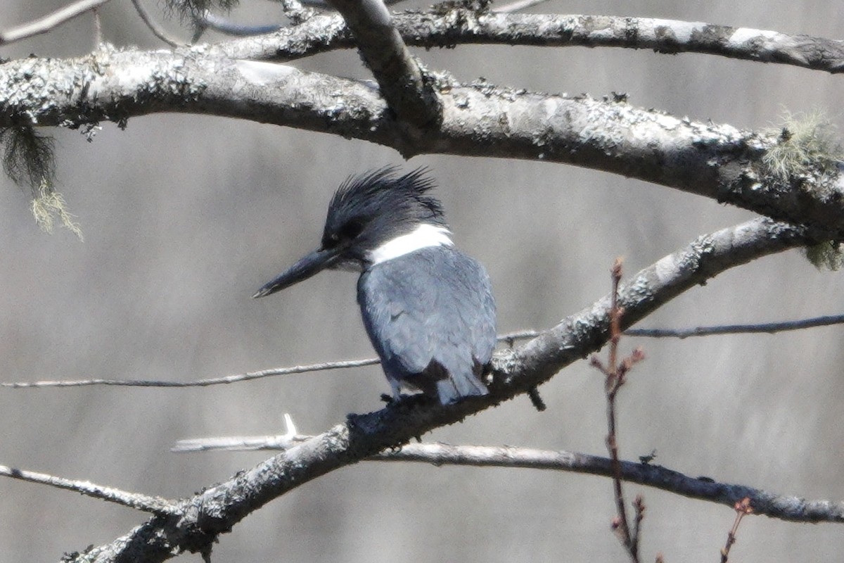 Belted Kingfisher - ML439623951