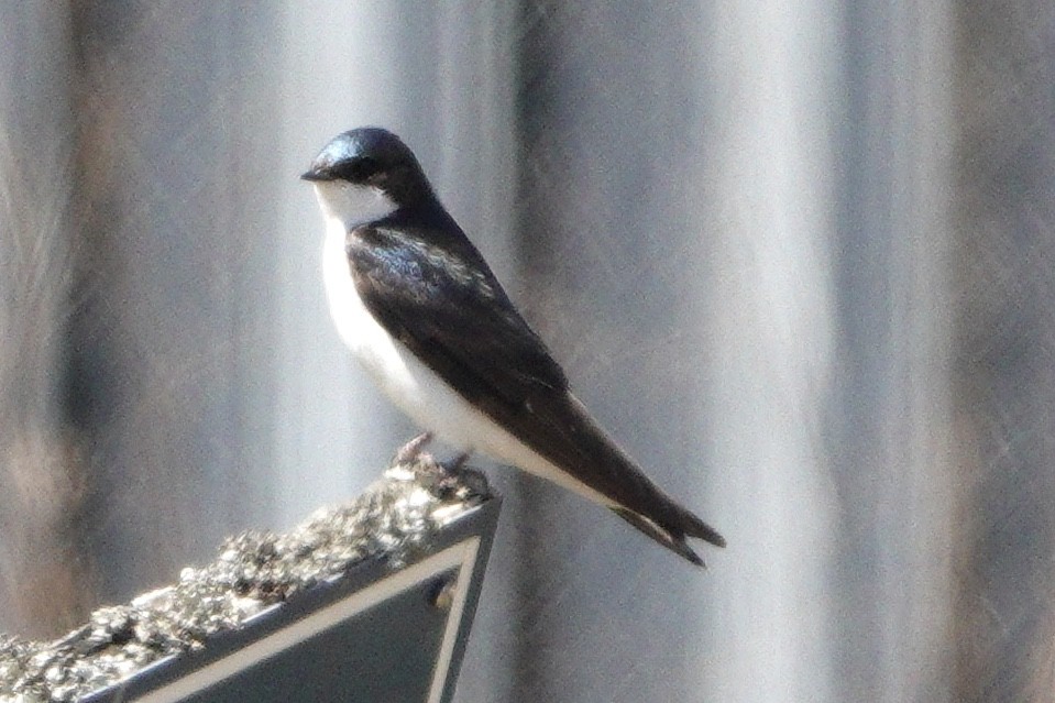 Tree Swallow - George Mack