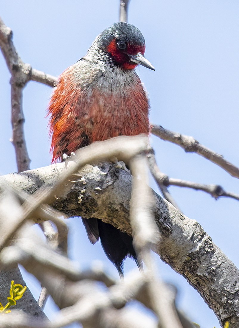 Lewis's Woodpecker - ML439624811