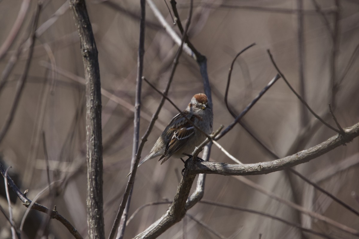 Hudson Körfezi Serçesi - ML439624961