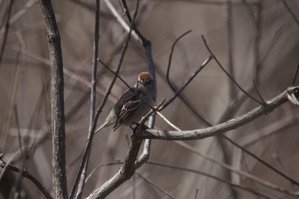 Hudson Körfezi Serçesi - ML439625011