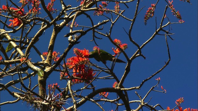 Cuban Parakeet - ML439627