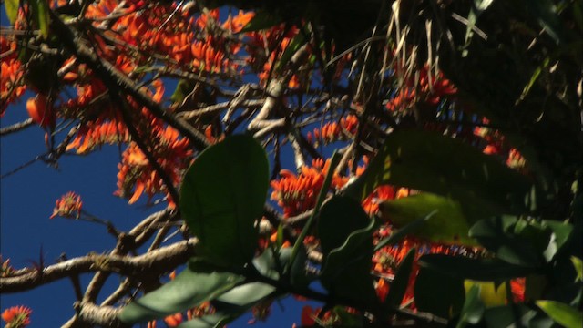 Aratinga Cubana - ML439628