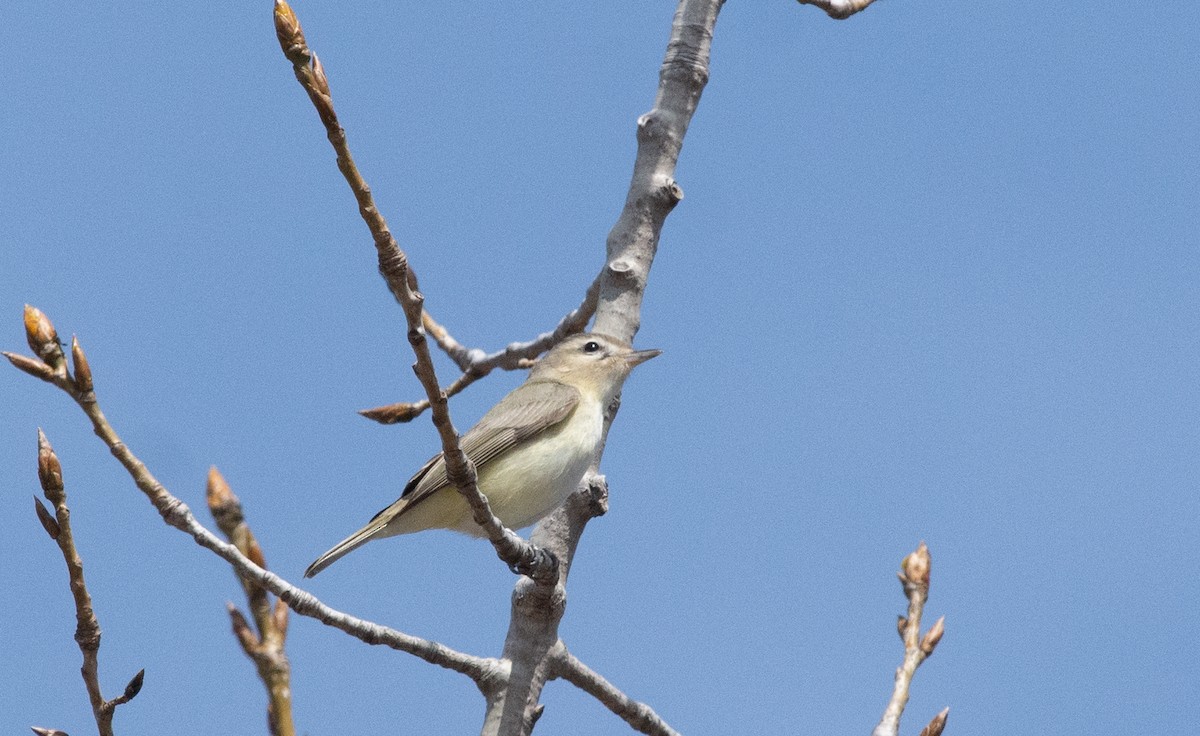 Ötücü Vireo - ML439628011