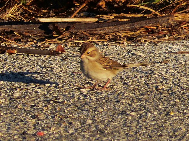Clay-colored Sparrow - ML43962811
