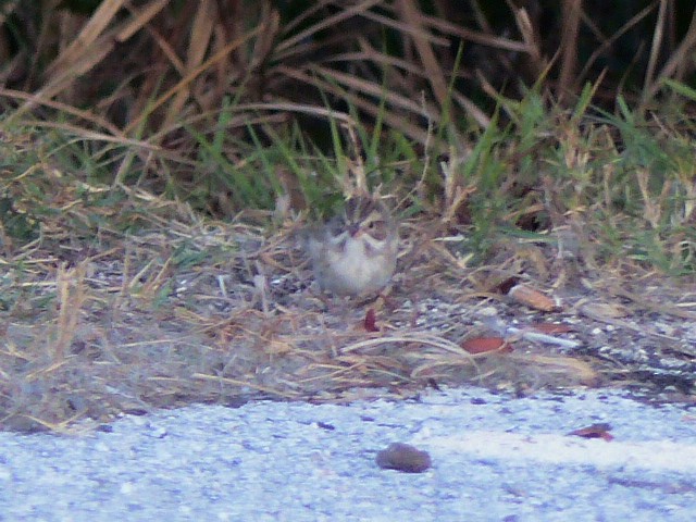 Clay-colored Sparrow - ML43962821