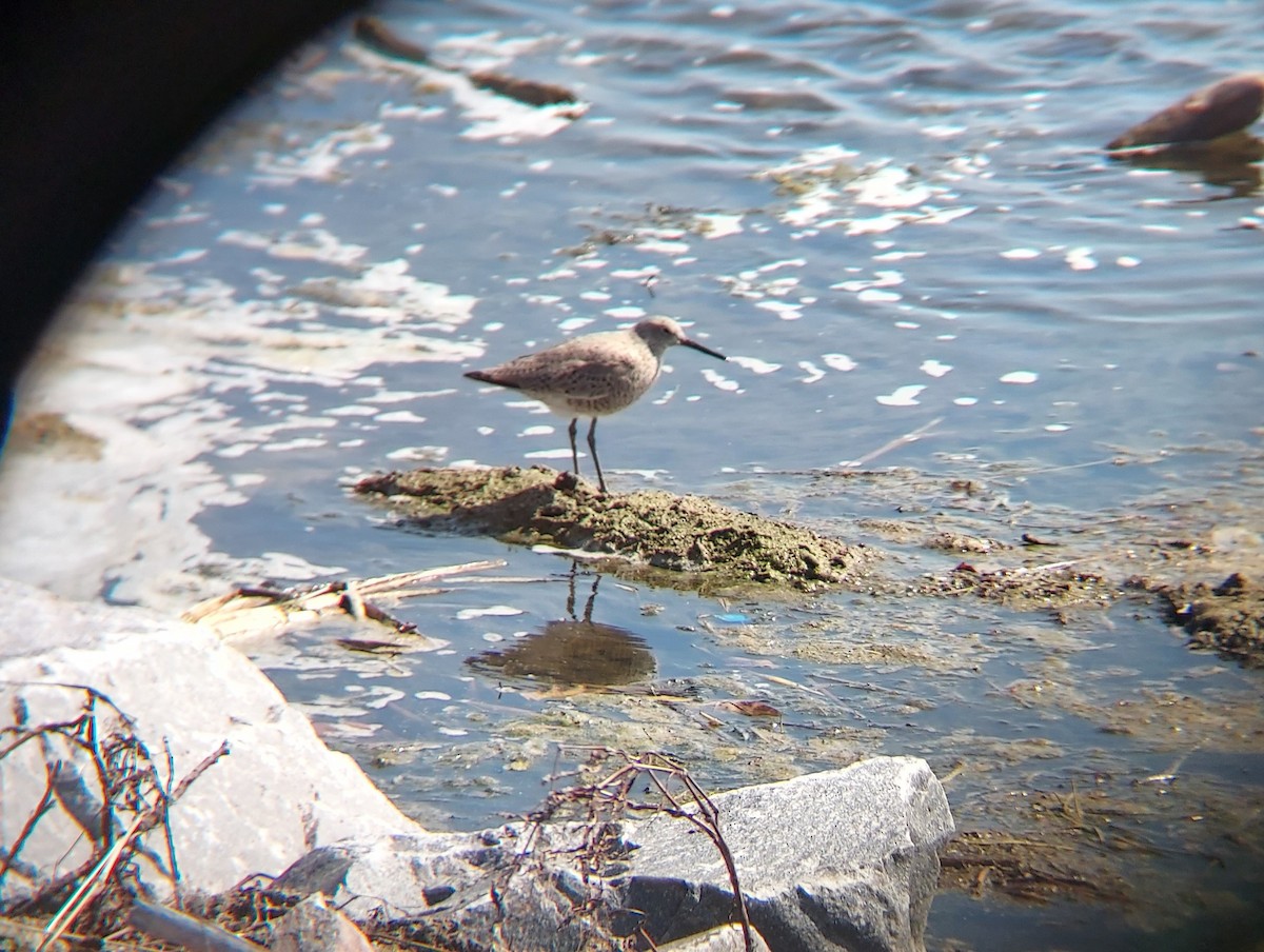 Willet - ML439628211