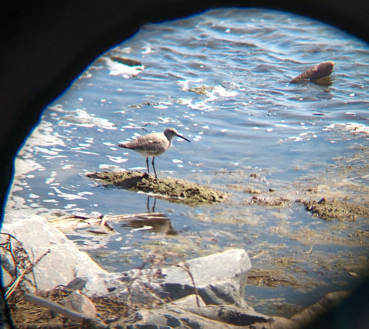 Willet - ML439628241