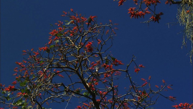 Cuban Parakeet - ML439629