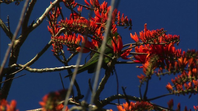 Aratinga Cubana - ML439630