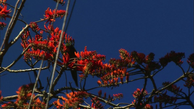 Aratinga Cubana - ML439631